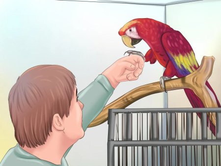 Попугай клюет