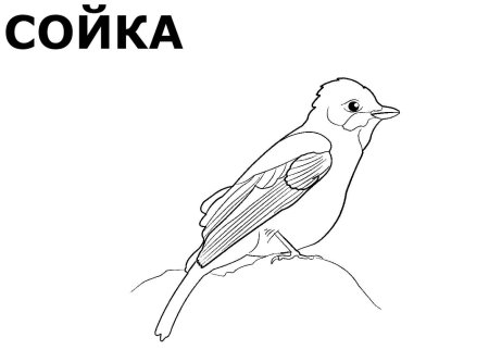 Сойка вектор