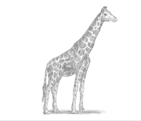Жираф. Раскраска
