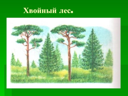 Изображение хвойного леса для детей