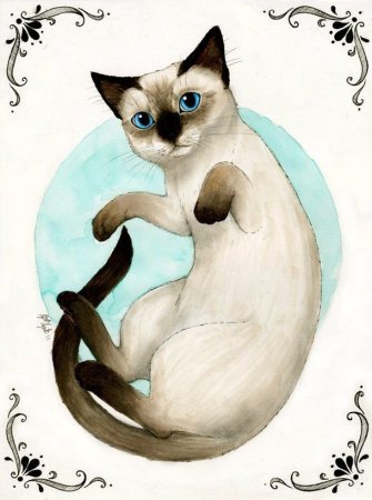 Сиамская кошка карандашом