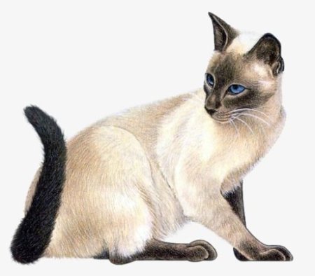 Сиамская кошка на прозрачном фоне