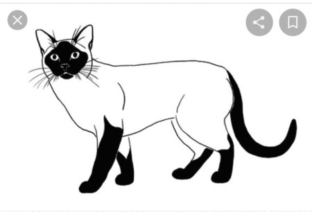 Сиамская кошка раскраска
