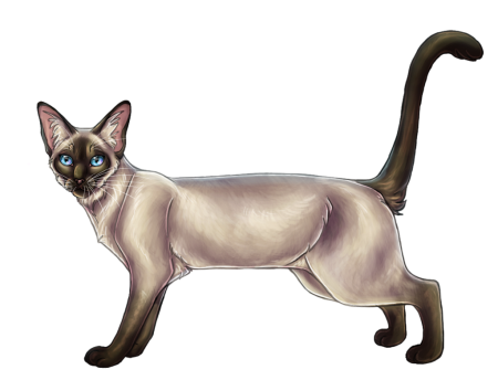 Нарисовать сиамскую кошку