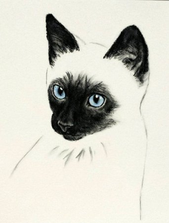 Сиамский кот карандашом