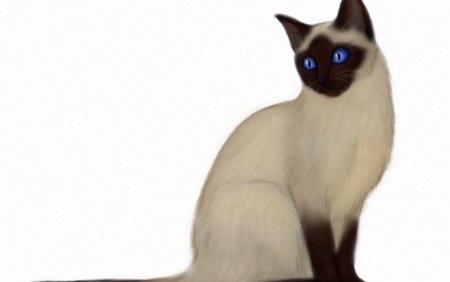 Сиамская кошка