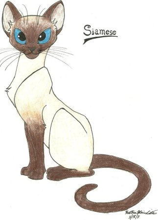 Сиамская кошка для срисовки