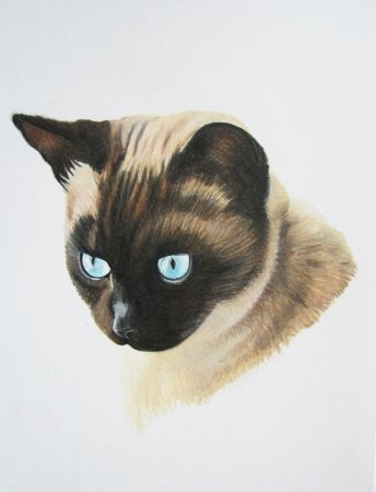 Сиамская кошка эскиз