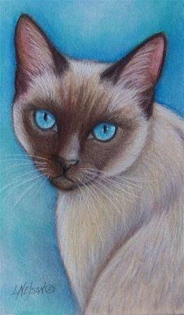 Сиамская кошка карандашом
