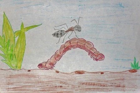 Первая охота Бианки рисунок