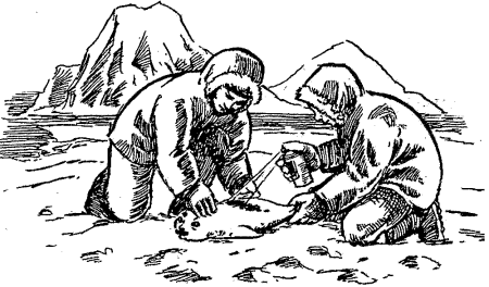 Полярник рисунок