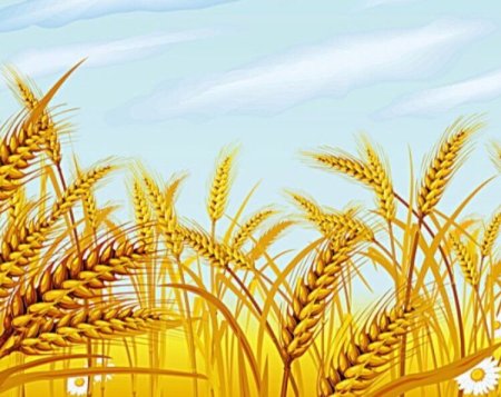 Рисование хлебное поле подготовительная