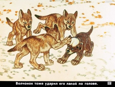 Иллюстрация белолобый Чехова