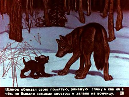 Иллюстрация белолобый Чехова