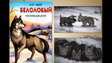 Белолобый рисунок