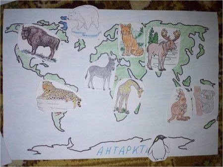 Контуры животных разных континентов