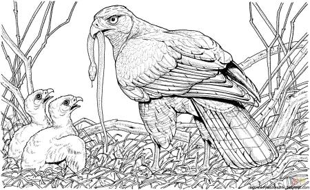 Расскраска Степной орёл