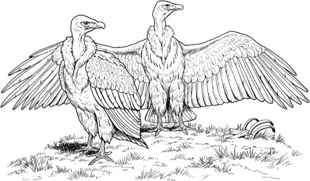 Гриф раскраска