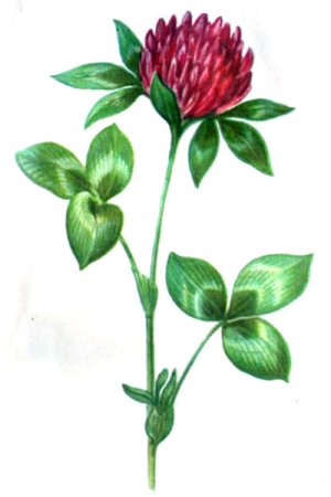 Клевер красный Луговой рисунок