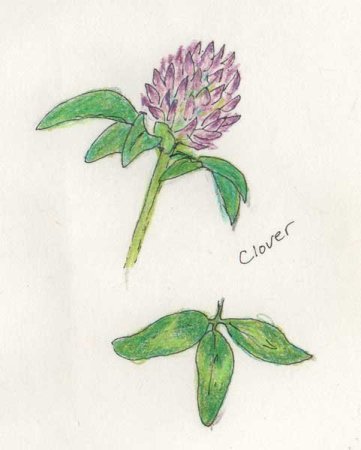 Полевые цветы Клевер Луговой