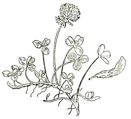 Клевер Луговой биология