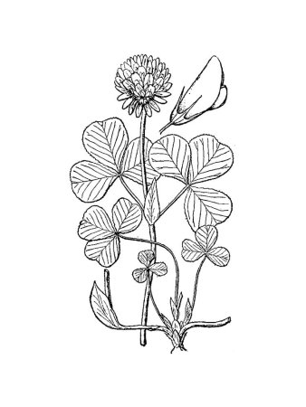 Цветы. Раскраска
