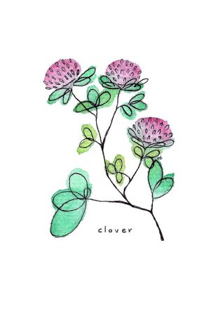 Клевер горный Фармакогнозия