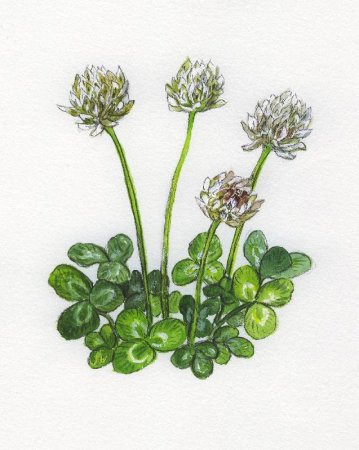 Клевер Луговой ботаника