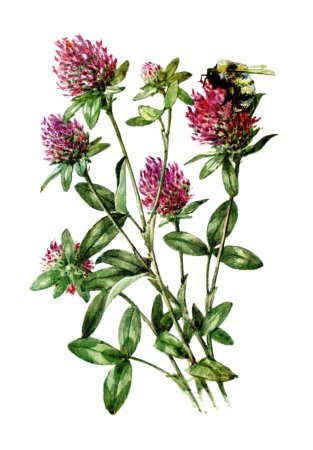 Клевер цветок вектор