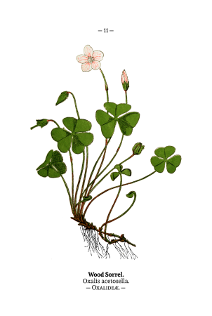 Клевер нарисовать