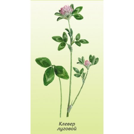 Трафарет для вышивки гладью полевые цветы