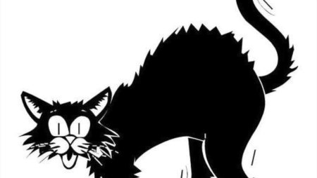 Взъерошенная черная кошка
