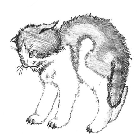Недовольный кот арт