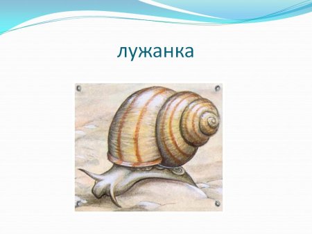 Лужанка улитка