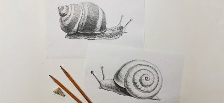 Улитка рисунок карандашом для срисовки