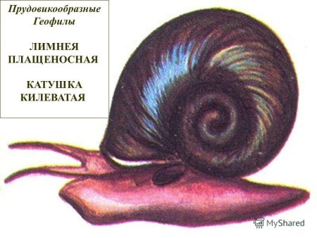 Строение Лужанки