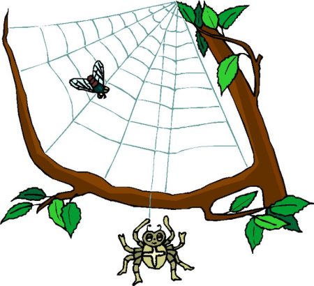 Муха в паутине