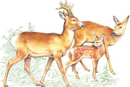 Европейская косуля рисунок