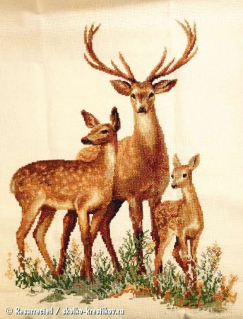 Семья оленей