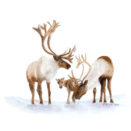 Семья северных оленей