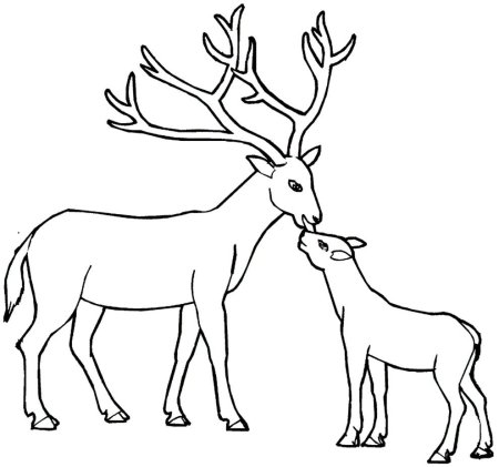 Северный олень раскраска