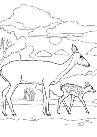 Раскраска олень с олененком