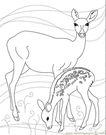 Косуля раскраска для детей