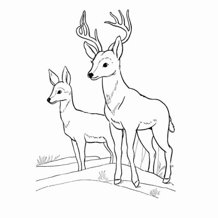 Олень раскраска для детей