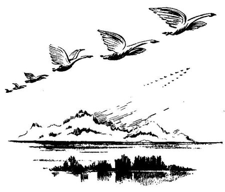 Виды перелетов птиц