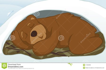 Мишка спит в берлоге
