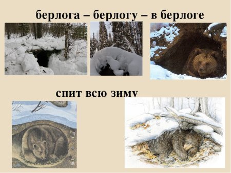 Как животные готовятся к зиме