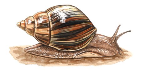 Ахатин рисунок