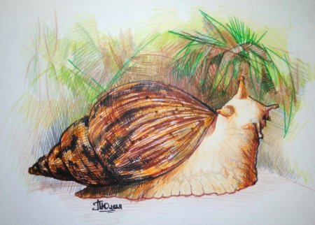 Ахатины рисунок