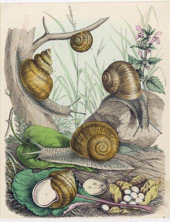 Улитка ахатина раскраска